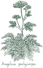 <i>Angelica pachycarpa</i>