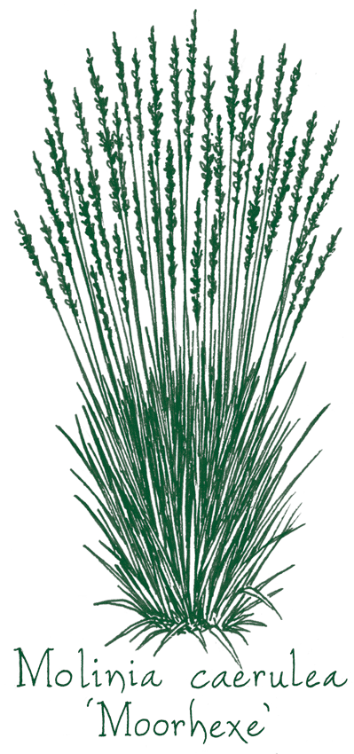 Molinia deals