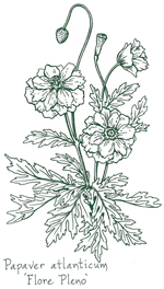 <i>Papaver atlanticum</i> ‘Flore Pleno’