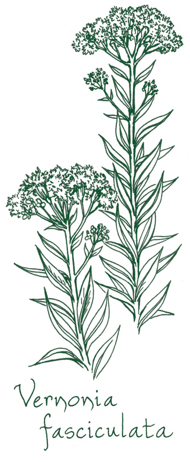 Vernonia fasciculata