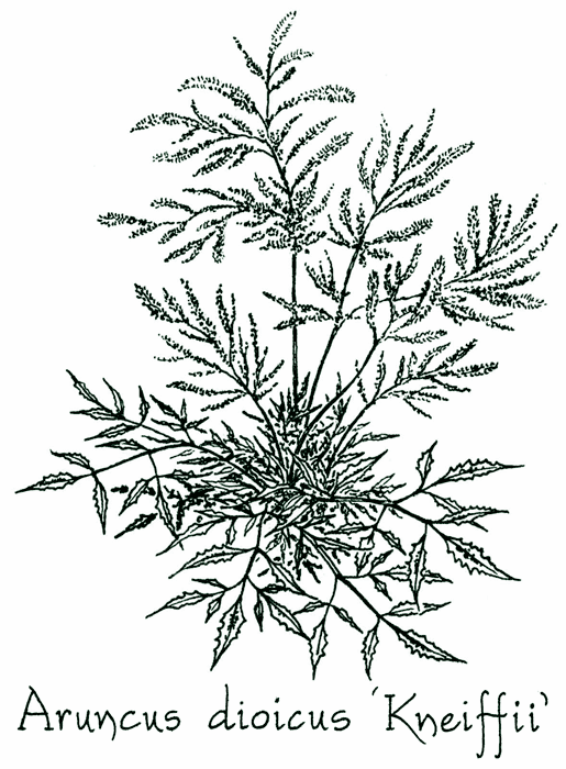 Aruncus dioicus ‘Kneiffii’