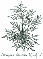 <i>Aruncus dioicus</i> ‘Kneiffii’