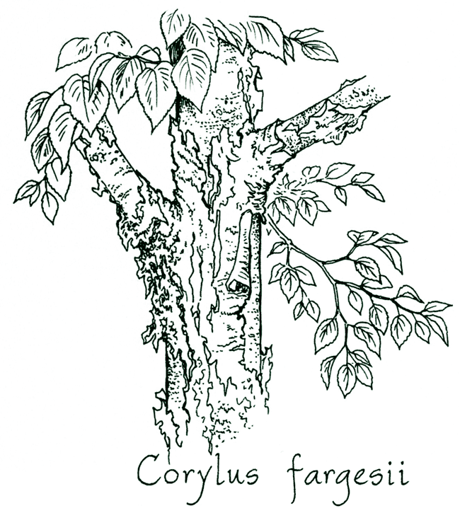 Corylus fargesii