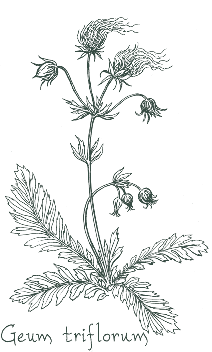 Geum triflorum