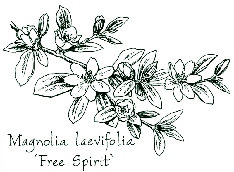 Magnolia laevifolia ‘Free Spirit’