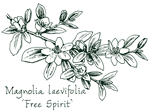 <i>Magnolia laevifolia</i> ‘Free Spirit’