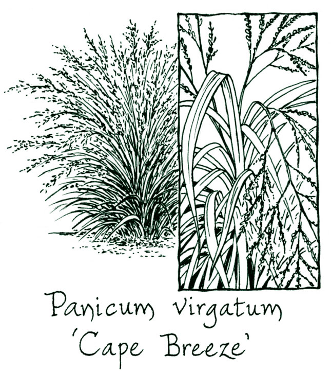 Panicum virgatum ‘Cape Breeze’