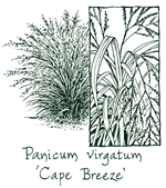 <i>Panicum virgatum</i> ‘Cape Breeze’