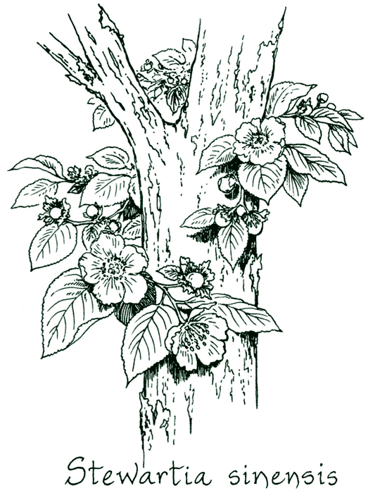 Stewartia sinensis