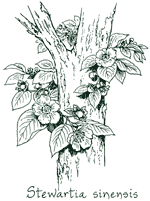 <i>Stewartia sinensis</i>