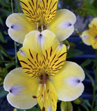 <i>Alstroemeria violacea</i> ‘Yellow Friendship’