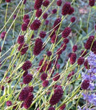 <i>Sanguisorba officinalis</i>