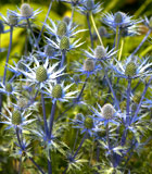 <i>Eryngium</i> (Sea Holly)