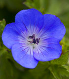 <i>Geranium</i> ‘Brookside’