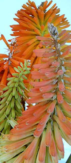 <i>Kniphofia</i> (Torch Lily, Red Hot Poker)
