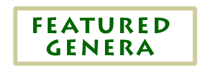 Digging Dog Nursery Featured Genera