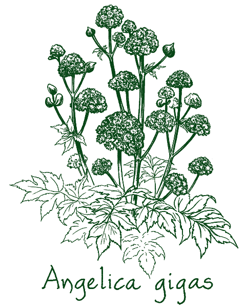 Angelica gigas