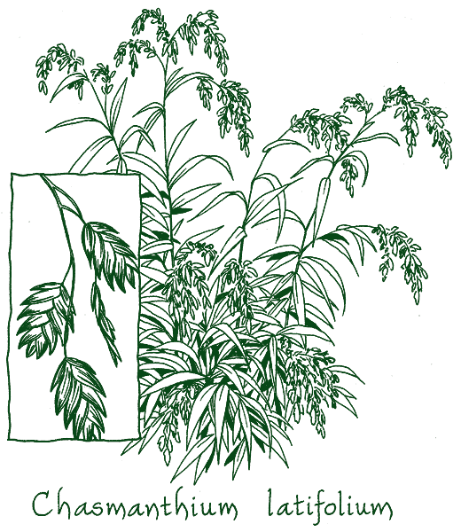 Chasmanthium latifolium