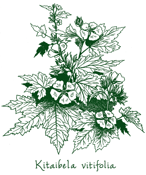 Kitaibela vitifolia