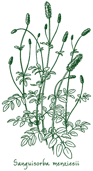 Sanguisorba menziesii