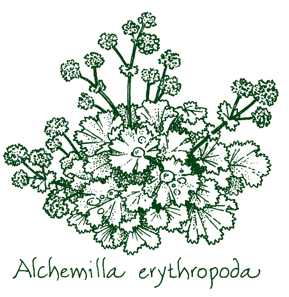 Alchemilla erythropoda