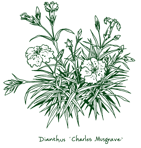 Dianthus ‘Charles Musgrave’