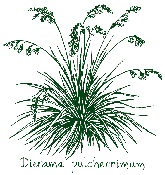 Dierama pulcherrimum