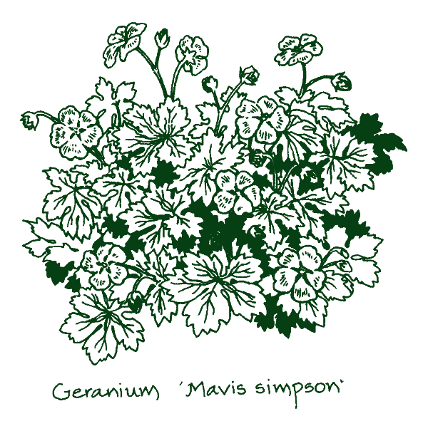 Geranium riversleaianum ‘Mavis Simpson’