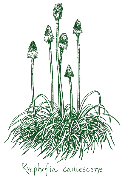 Kniphofia caulescens