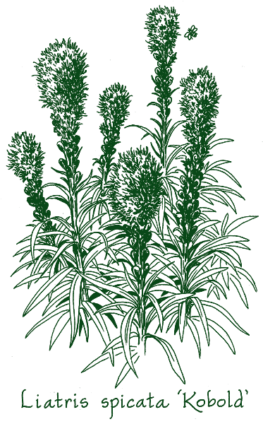 Liatris spicata ‘Kobold’