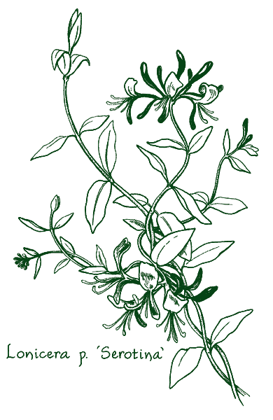 Lonicera periclymenum ‘Serotina’