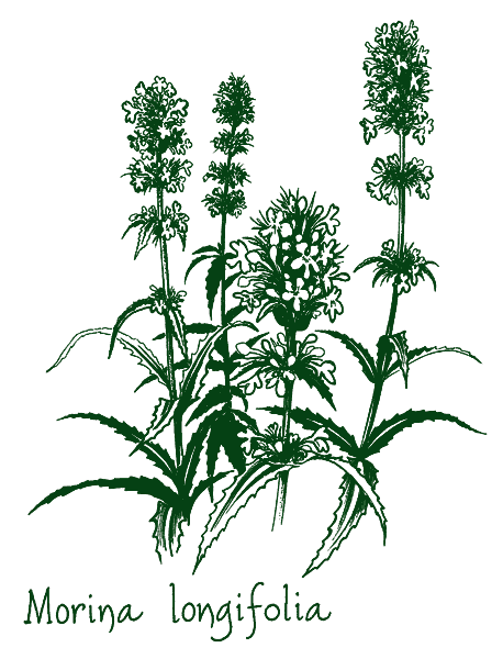 Morina longifolia