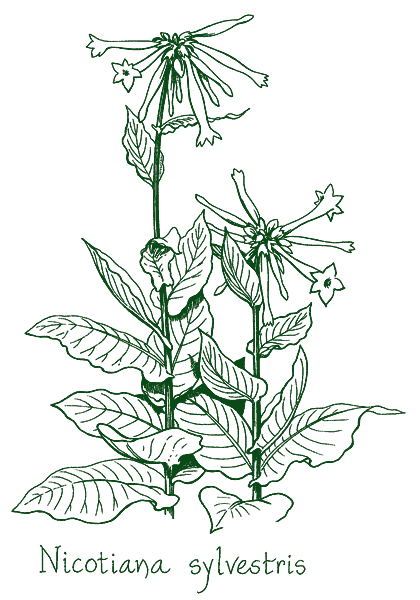 Nicotiana sylvestris