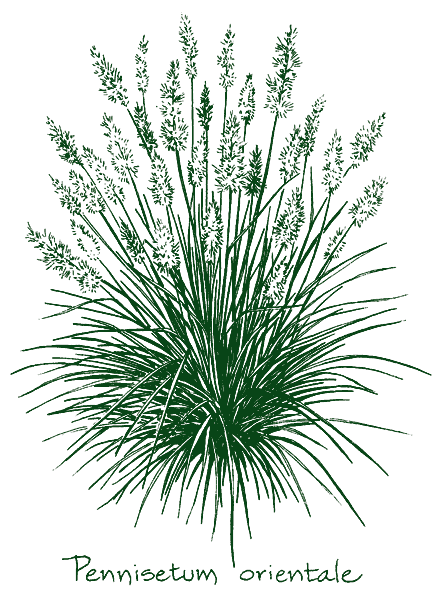 Pennisetum orientale