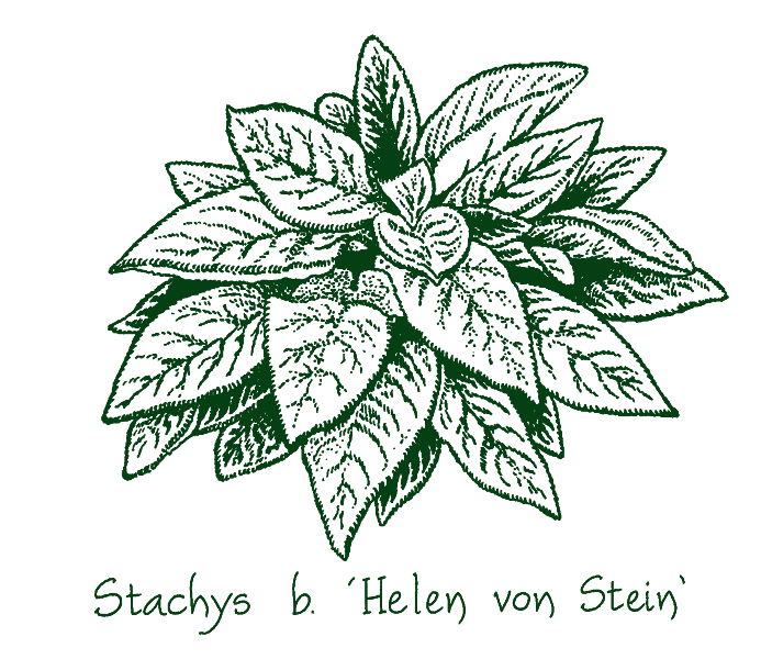 Stachys byzantina ‘Helen von Stein’