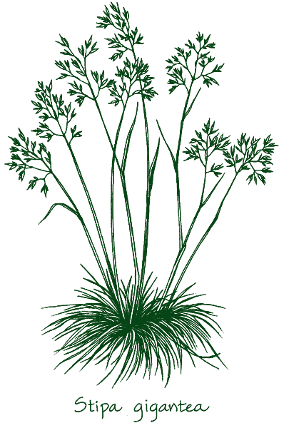 Stipa gigantea