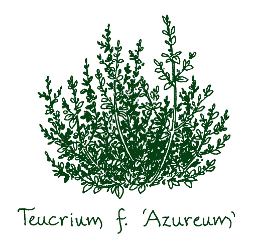 Teucrium fruticans ‘Azureum’