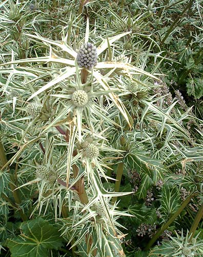 Eryngium variifolium