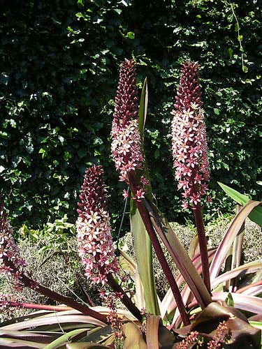 Eucomis comosa Sparkling Burgundy