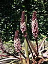 Eucomis