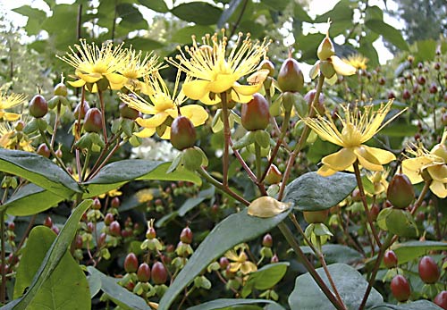 <i>Hypericum kouytchense</i>