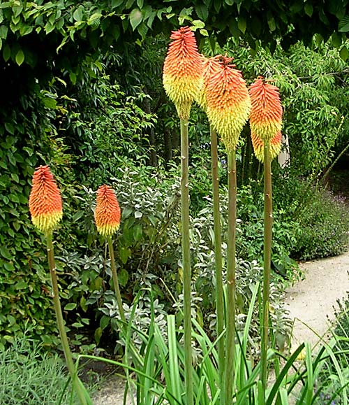 Kniphofia linearifolia