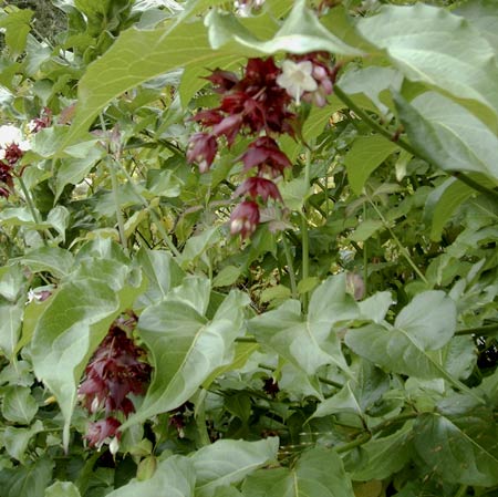 Leycesteria formosa