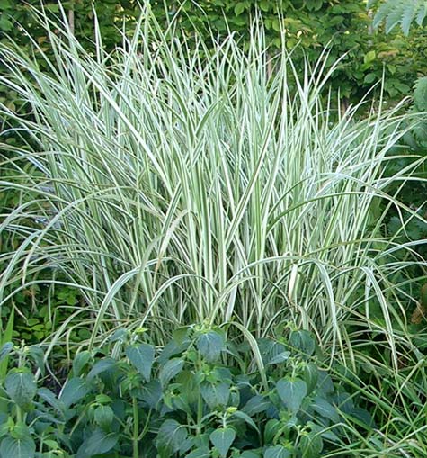 Miscanthus sinensis Rigoletto