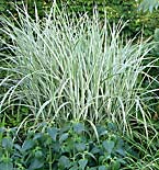 <i>Miscanthus sinensis</i> ‘Rigoletto’