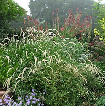 Pennisetum orientale Tall Tails