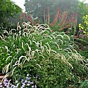Pennisetum orientale Tall Tails