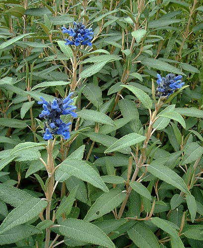 Salvia corrugata
