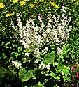 <i>Salvia sclarea</i> ‘Vatican White’