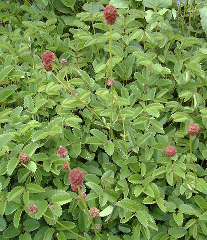 Sanguisorba officinalis Tanna